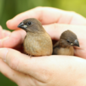 A Bird In The Hand, Or Two In The Bush