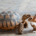 The Tortoise vs. The Hare